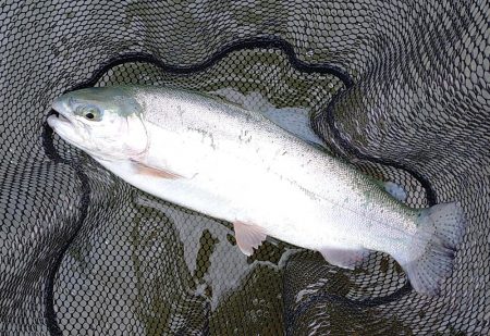 平日の天竜川ルアーフライテンカラ専用区